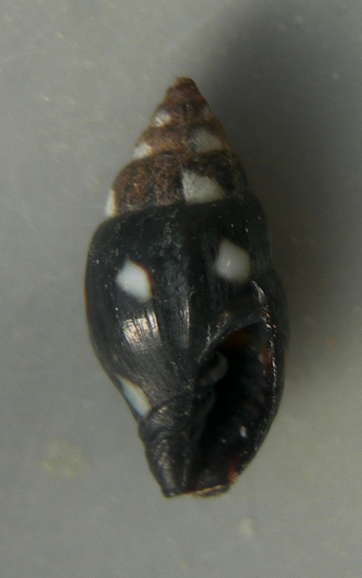 vexillum zebrinum